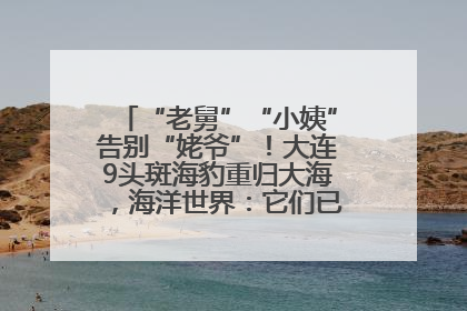 “老舅”“小姨”告别“姥爷”！大连9头斑海豹重归大海，海洋世界：它们已具备野外生存能力