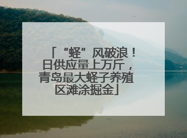 “蛏”风破浪！日供应量上万斤，青岛最大蛏子养殖区滩涂掘金