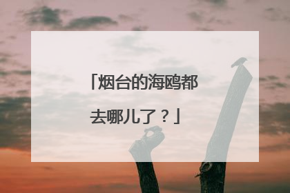烟台的海鸥都去哪儿了？