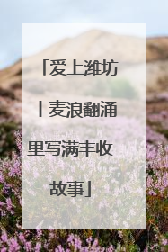 爱上潍坊丨麦浪翻涌里写满丰收故事