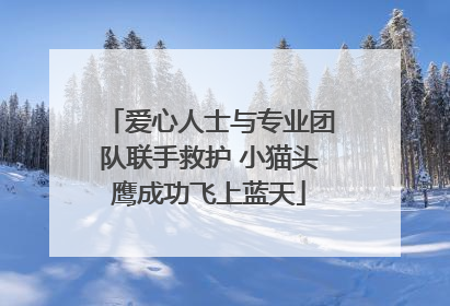 爱心人士与专业团队联手救护 小猫头鹰成功飞上蓝天
