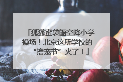 狐獴蜜袋鼯空降小学操场！北京这所学校的“撸宠节”火了！