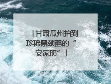 甘肃瓜州拍到珍稀黑颈鹤的“安家照”
