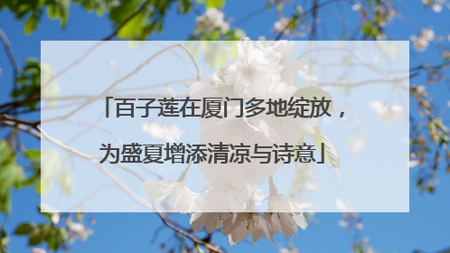 百子莲在厦门多地绽放，为盛夏增添清凉与诗意