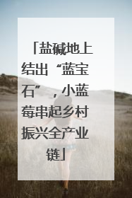 盐碱地上结出“蓝宝石”，小蓝莓串起乡村振兴全产业链