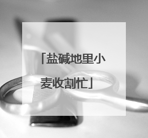 盐碱地里小麦收割忙
