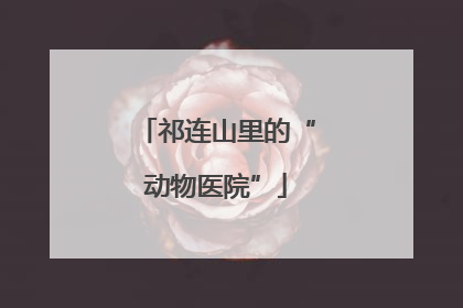 祁连山里的“动物医院”