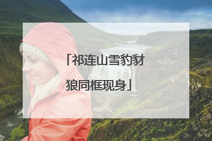 祁连山雪豹豺狼同框现身