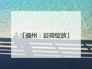 福州：夏荷绽放
