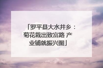 罗平县大水井乡：菊花栽出致富路 产业铺就振兴图