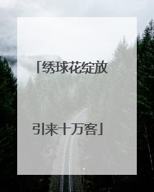 绣球花绽放 引来十万客