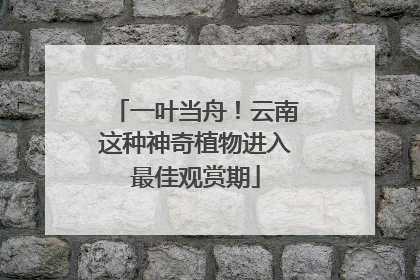 一叶当舟！云南这种神奇植物进入最佳观赏期
