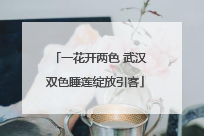 一花开两色 武汉双色睡莲绽放引客