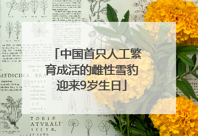 中国首只人工繁育成活的雌性雪豹迎来9岁生日