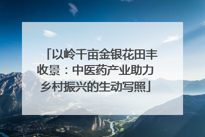 以岭千亩金银花田丰收景：中医药产业助力乡村振兴的生动写照