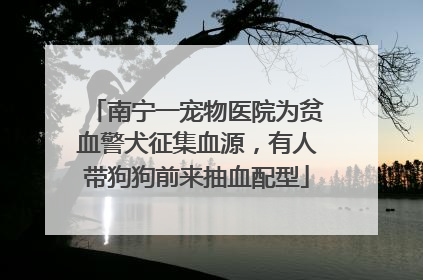 南宁一宠物医院为贫血警犬征集血源，有人带狗狗前来抽血配型