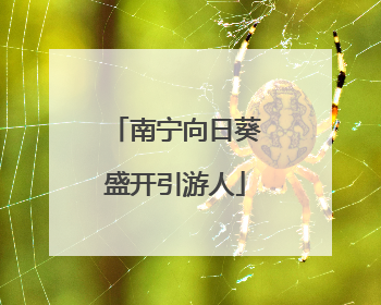 南宁向日葵盛开引游人