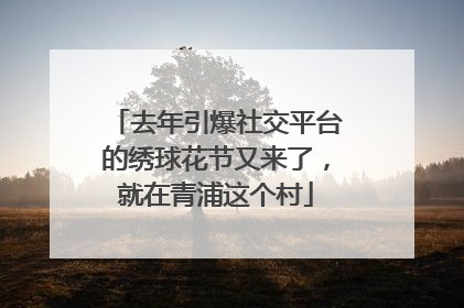 去年引爆社交平台的绣球花节又来了，就在青浦这个村