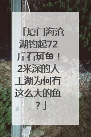 厦门海沧湖钓起72斤石斑鱼！2米深的人工湖为何有这么大的鱼？