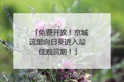 免费开放！京城这里向日葵进入最佳观赏期！