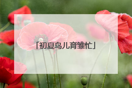 初夏鸟儿育雏忙