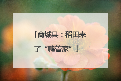 商城县：稻田来了“鸭管家”