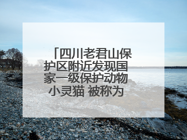 四川老君山保护区附近发现国家一级保护动物小灵猫 被称为“生态试纸”