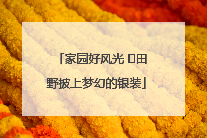 家园好风光 ⎮田野披上梦幻的银装