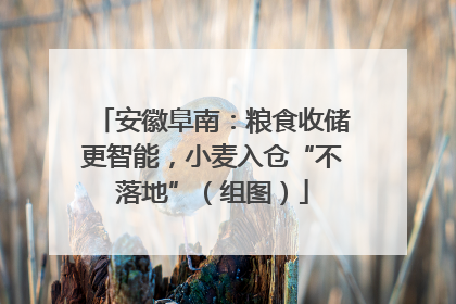 安徽阜南：粮食收储更智能，小麦入仓“不落地”（组图）
