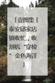 壹图集丨泰安邱家店镇收忙，收割机“穿梭”金色海洋