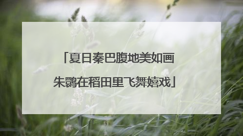 夏日秦巴腹地美如画 朱鹮在稻田里飞舞嬉戏
