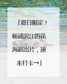 夏日限定！杨浦滨江的花海超出片，速来打卡→