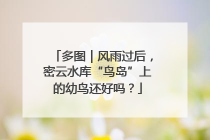 多图｜风雨过后，密云水库“鸟岛”上的幼鸟还好吗？