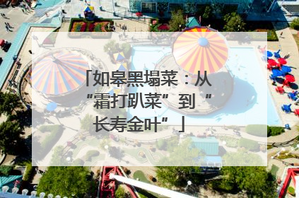 如皋黑塌菜：从“霜打趴菜”到“长寿金叶”