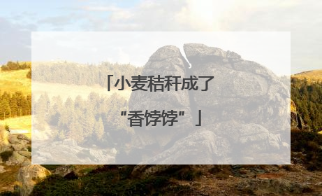 小麦秸秆成了“香饽饽”