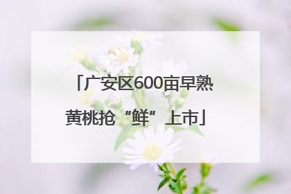 广安区600亩早熟黄桃抢“鲜”上市