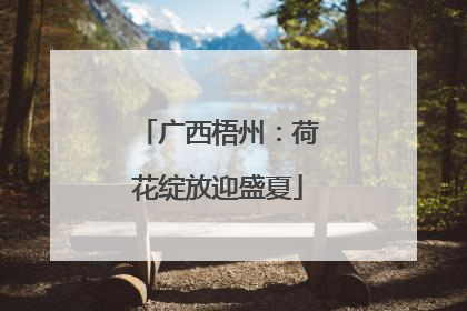 广西梧州：荷花绽放迎盛夏