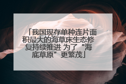 我国现存单种连片面积最大的海草床生态修复持续推进 为了“海底草原”更繁茂