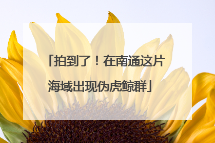 拍到了！在南通这片海域出现伪虎鲸群