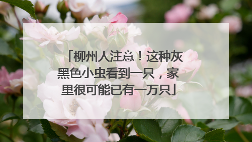 柳州人注意！这种灰黑色小虫看到一只，家里很可能已有一万只