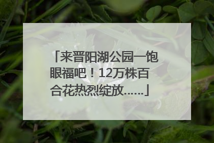 来晋阳湖公园一饱眼福吧！12万株百合花热烈绽放……