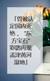 曾被认定国内灭绝，“东方宝石”彩鹮再现孟津黄河湿地