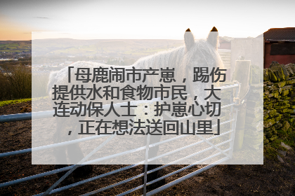母鹿闹市产崽，踢伤提供水和食物市民，大连动保人士：护崽心切，正在想法送回山里