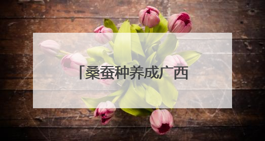 桑蚕种养成广西柳州柳江区民众增收致富特色产业