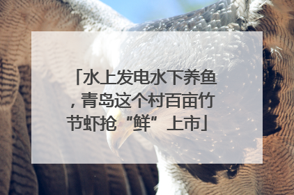 水上发电水下养鱼，青岛这个村百亩竹节虾抢“鲜”上市