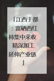 江西于都：富硒西红柿集中采收 精深加工延伸产业链