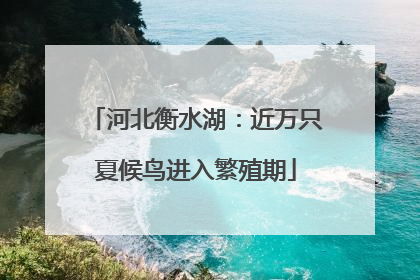 河北衡水湖：近万只夏候鸟进入繁殖期