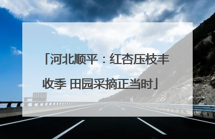 河北顺平：红杏压枝丰收季 田园采摘正当时