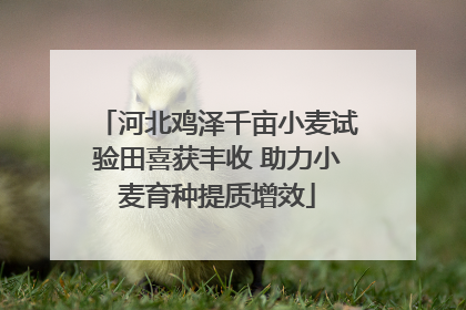 河北鸡泽千亩小麦试验田喜获丰收 助力小麦育种提质增效