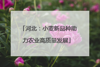 河北：小麦新品种助力农业高质量发展